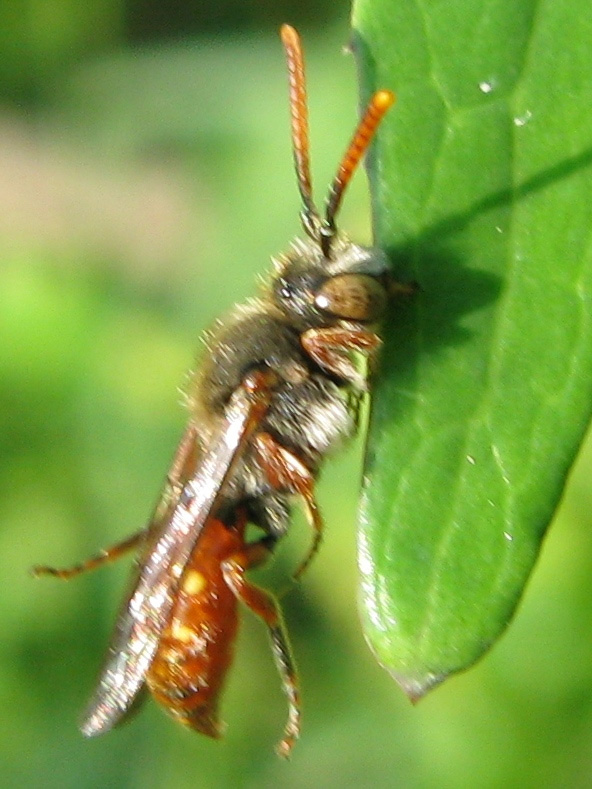 Andrena morio F (Apidae Andreninae)